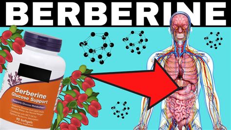 It&39;s meant to be taken with food, under normal circumstances. . When should i take berberine morning or night